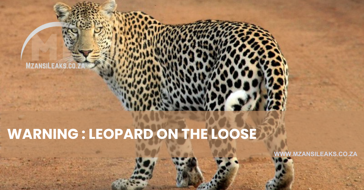 WARNING Leopard on the loose in Roodeplaat Dam Nature Reserve